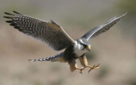 SIVI SOKO (Falco peregrines)